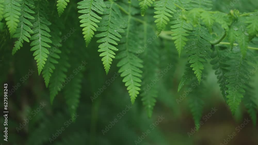 Lush green rainforest, Sunlight falling on fern tree, rack focus macro new zealand water on leaf, symmetry Lush green rainforest, Sunlight falling on fern tree, rack focus macro new zealand water on leaf, symmetry