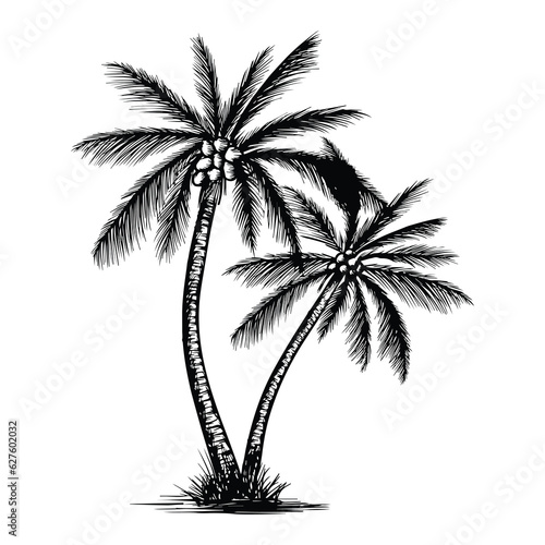 coconut tree vector © Pong
