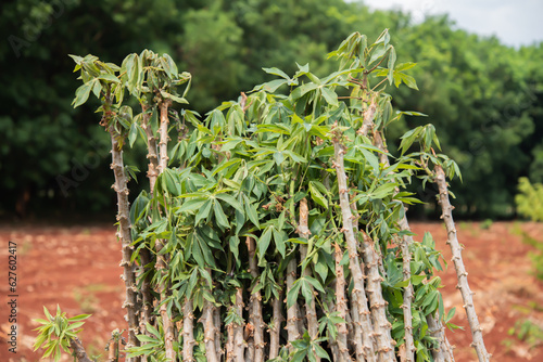 View of the pile of cassava showcases a mound ready for further processing.