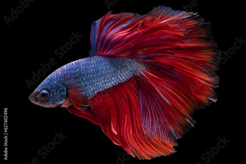 Elegant and vibrant appearance of the dark red blue betta fish adds a touch of aquatic elegance to any aquatic environment.