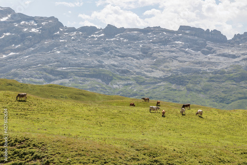 Small flock of cows in swiss alpine pasture (Melchsee-Frutt)