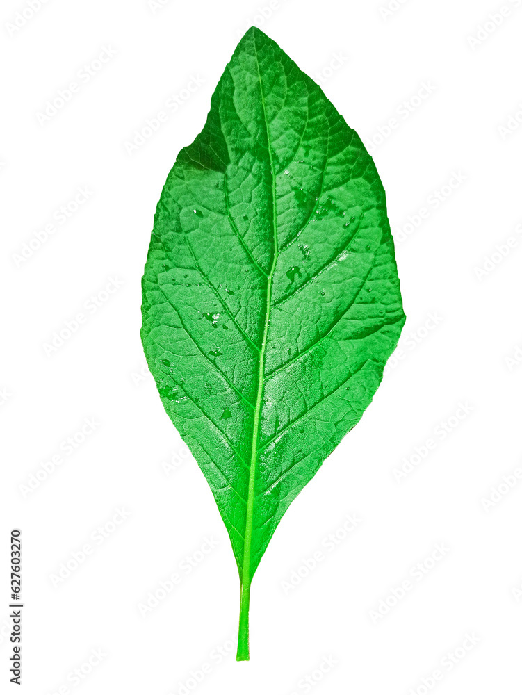 gymnanthemum extensum leaves white background,bitterleaf tree,nan chao woei gymnanthemum extensum leaves white background,bitterleaf tree,nan chao woei