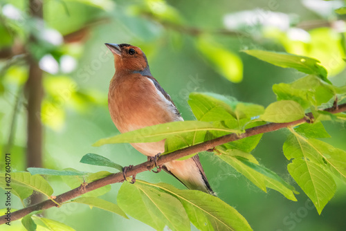 Common chaffinch, Fringilla coelebs, sits on a branch in spring on green background. Common chaffinch in wildlife.