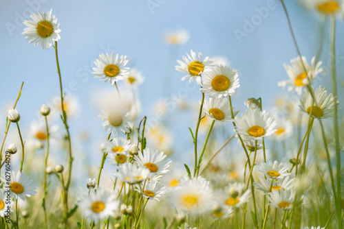 Daisy Chamomile background. Beautiful nature scene with blooming chamomilles in sun flare. Sunny day. Summer flowers.