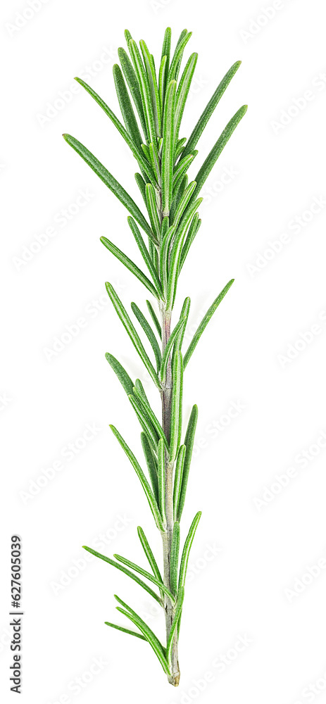 Obraz premium Twig of fresh rosemary isolated on a white background, top view. Green natural spice.