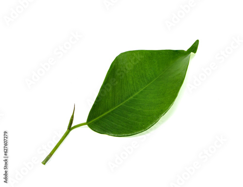 Fresh green leaf isolated on white background. With clipping path..