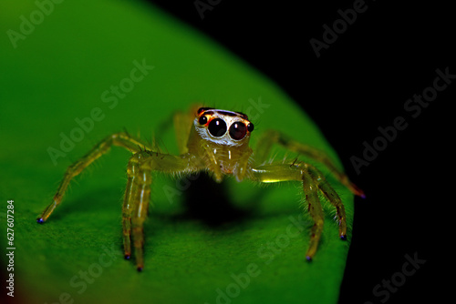 jumping spider on green leaf, close up of a jumping spider.