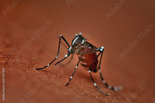 mosquito on the skin of human, closeup of photo