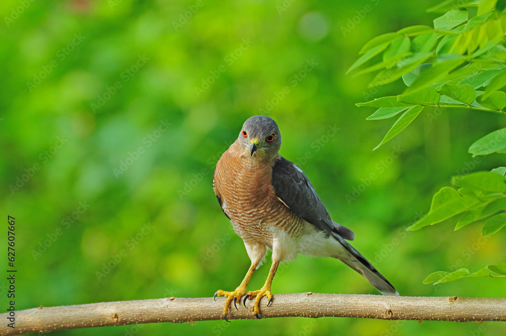 Shikra perched on a tree aiming at a pray in nice green background. Shikra perched on a tree aiming at a pray in nice green background.