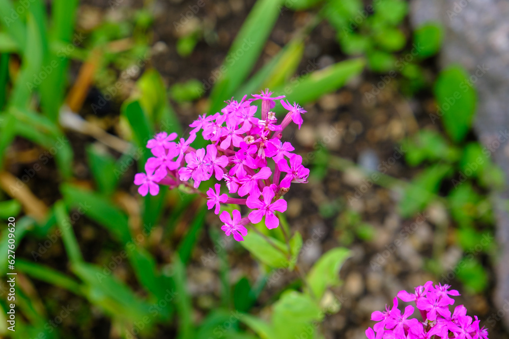 Sweet William Catchfly, a cluster of flowers of Silene armeria that blooms with many crimson pink flowers. Beautiful tiny flowers Sweet William Catchfly, a cluster of flowers of Silene armeria that blooms with many crimson pink flowers. Beautiful tiny flowers