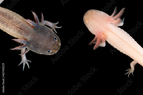 Albino small and grownup Mexican Axolotles with external gills legs on dark background