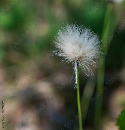 White hairy flower of the Eriophorum plant