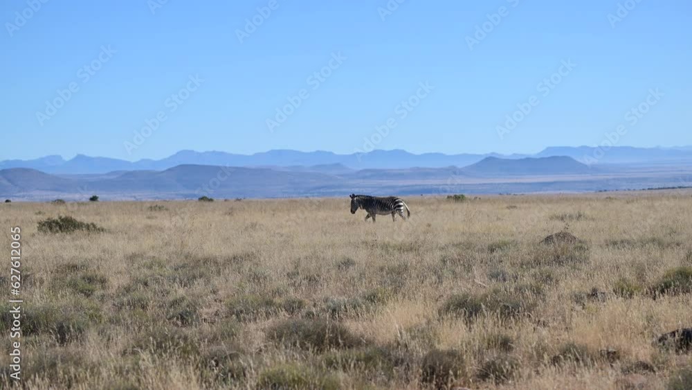 Cape Mountain Zebra (Equus zebra) walking in scenic landscape with mountains in the backgroud, Mountain Zebra N.P. Slowmotion. Cape Mountain Zebra (Equus zebra) walking in scenic landscape with mountains in the backgroud, Mountain Zebra N.P. Slowmotion.