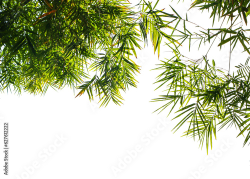 Green bamboo leaf isolated on white background..