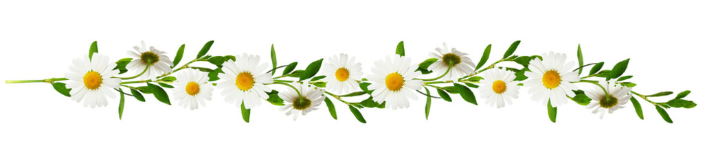 Floral garland with twigs of green grass with daisy flowers isolated on white or transparent background