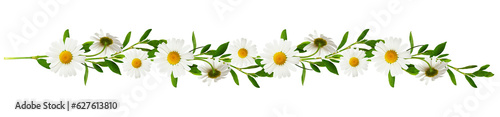 Floral garland with twigs of green grass with daisy flowers isolated on white or transparent background