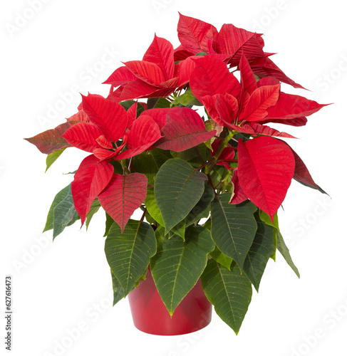 Poinsettia au feuillage rouge