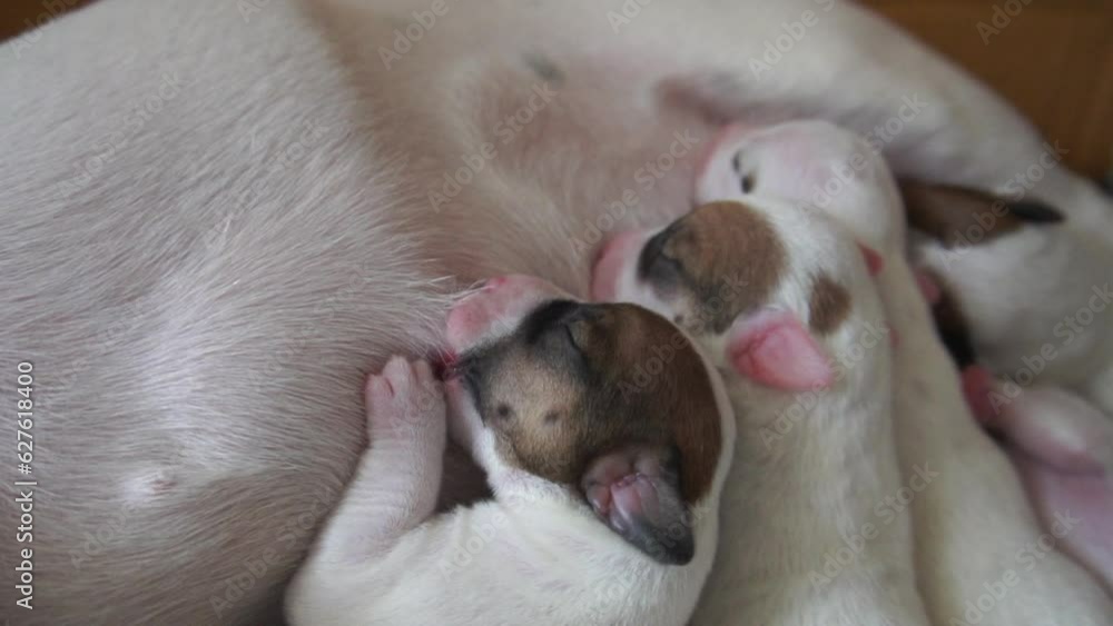 slow motion puppy dog Jack Russel feeds milkfrom her mother slow motion puppy dog Jack Russel feeds milkfrom her mother