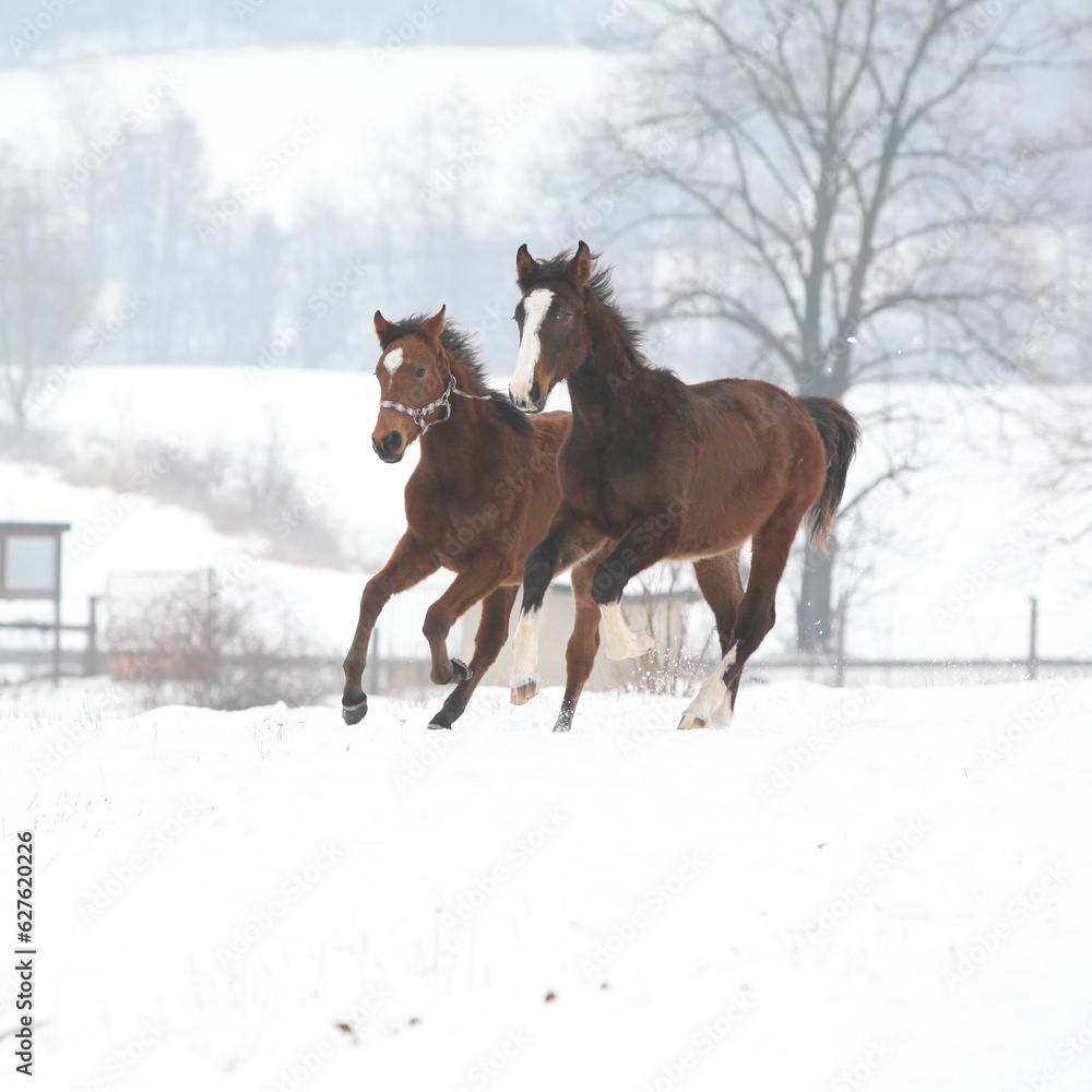 Two horses moving on pasturage in winter Two horses moving on pasturage in winter