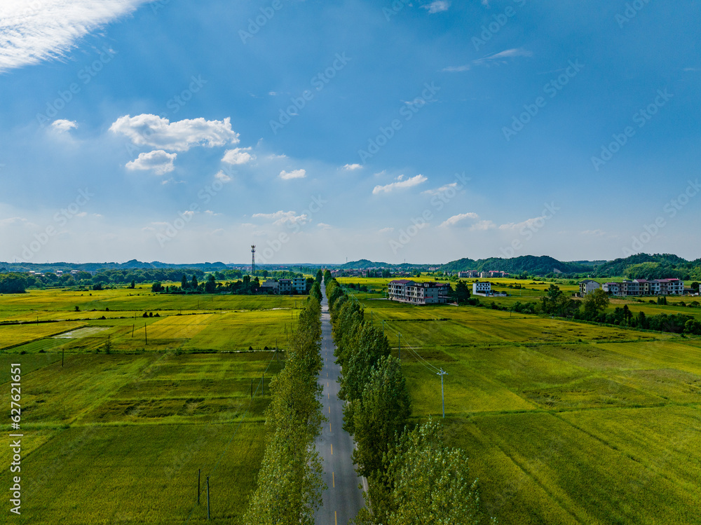 Obraz premium Rural rural scenery, green rice field, blue sky and white clouds, Jiangxi, China