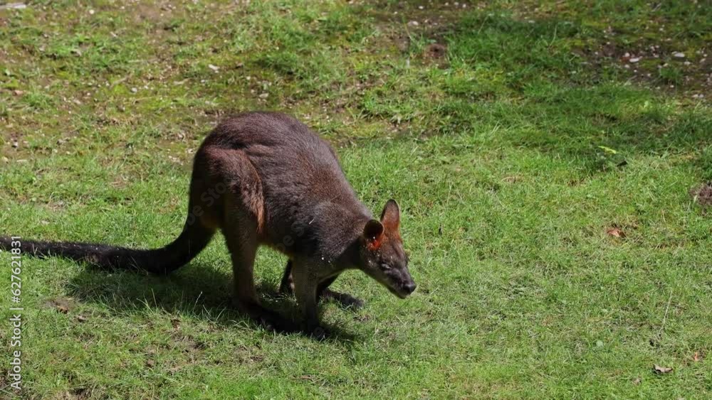 Swamp Wallaby, Wallabia bicolor, is one of the smaller kangaroos. This wallaby is also commonly known as the black wallaby Swamp Wallaby, Wallabia bicolor, is one of the smaller kangaroos. This wallaby is also commonly known as the black wallaby