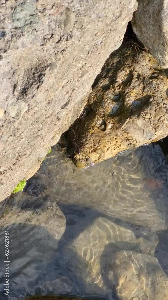A small crab runs on rocks in seawater A small crab runs on rocks in seawater