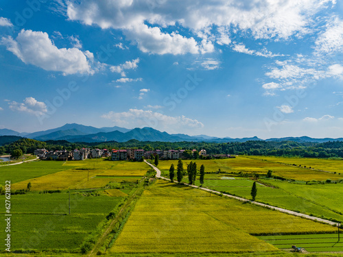 Rural rural scenery  green rice field  blue sky and white clouds  Jiangxi  China