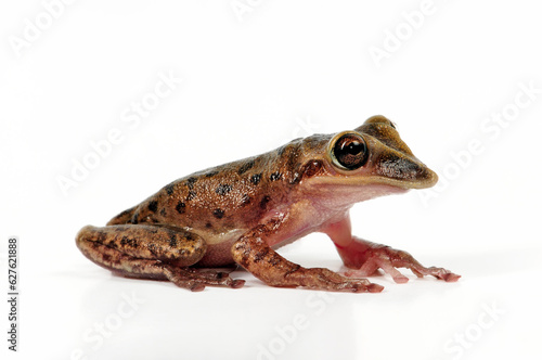 Yucatan Casquehead Treefrog // Yucatán Helmkopflaubfrosch (Triprion petasatus)