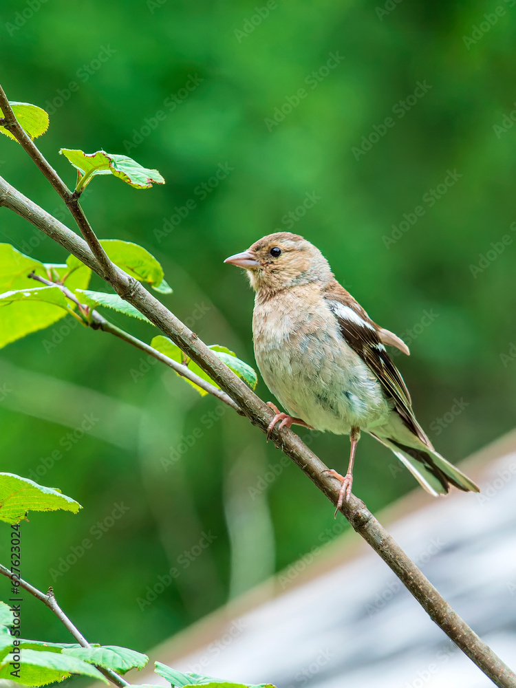 Female of chaffinch sitting on a branch. Side view, close-up