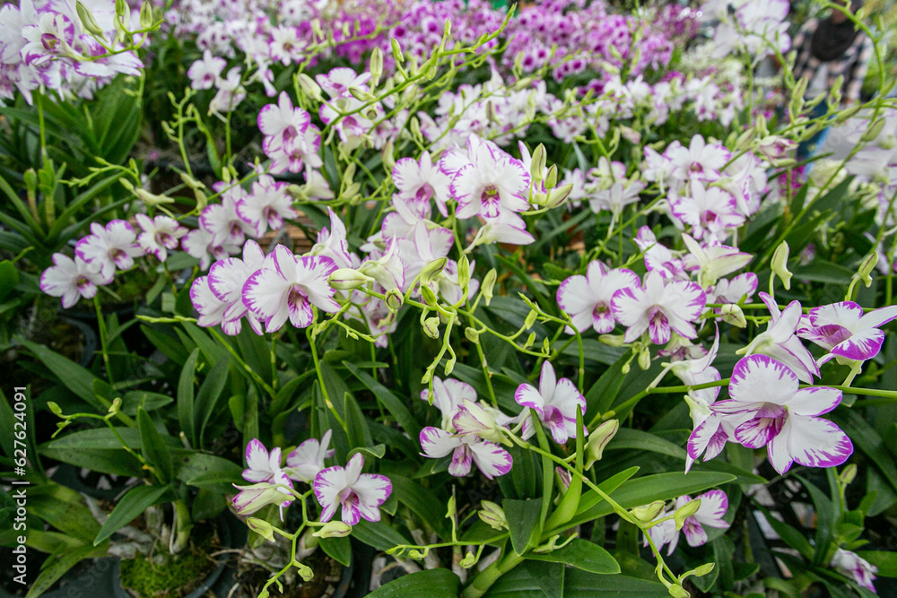 pink and white flowers pink and white flowers