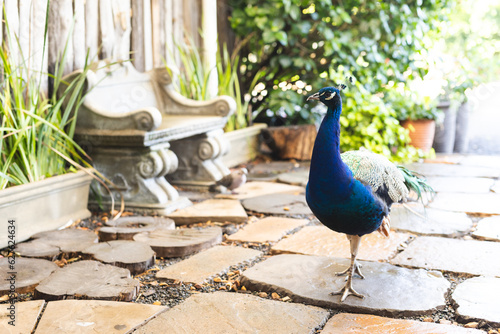 Close up of blue peacock walking in garden