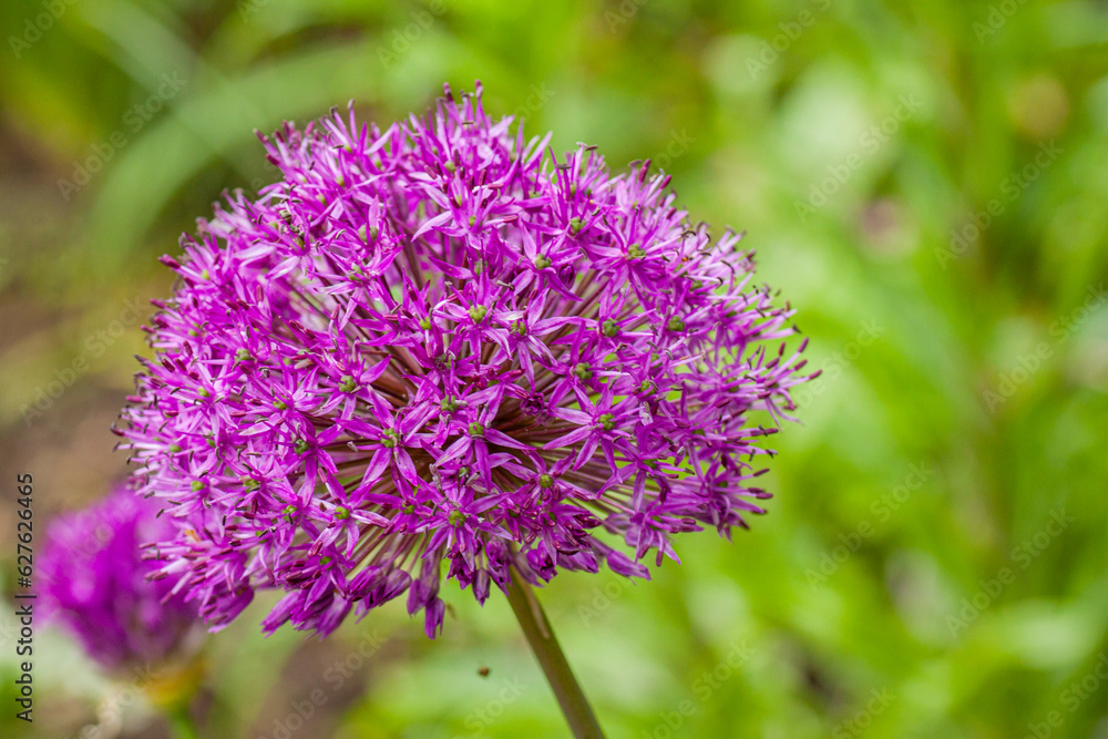 Macro photo of a flower Macro photo of a flower