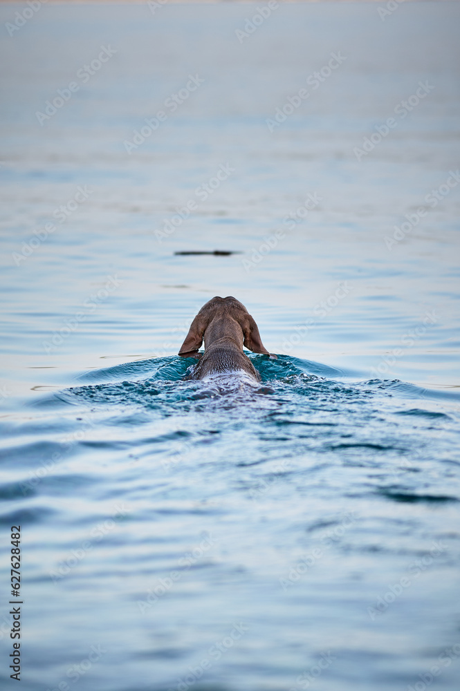Fototapeta premium Weimaraner the dog swimming in a sea