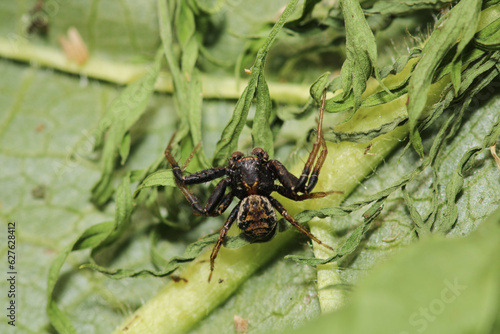 xysticus kochi spider macro photo © Recep