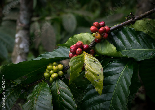 Coffee Beans On Plantation