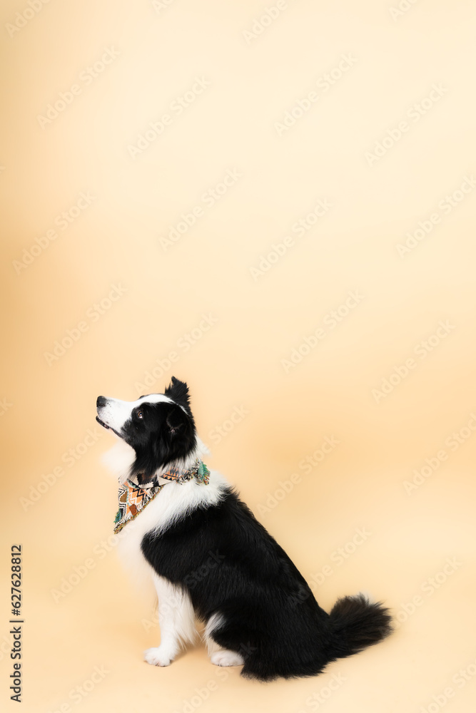 portrait of Border Collie sitting, isolated on orange background.