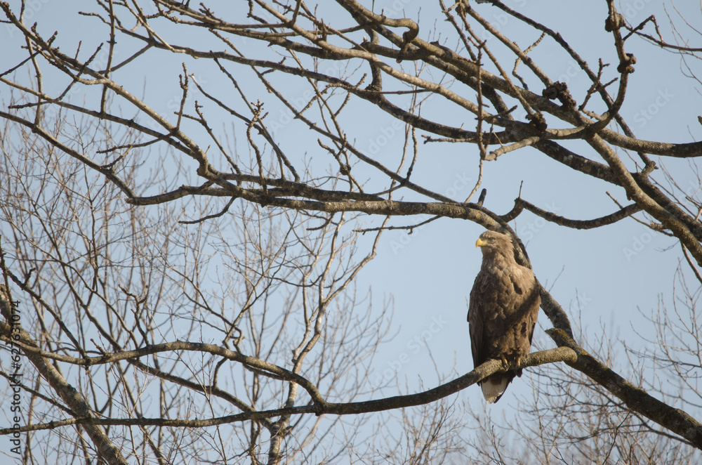 White-tailed eagle Haliaeetus albicilla. Kushiro Japanese Crane Reserve. Kushiro. Hokkaido. Japan. White-tailed eagle Haliaeetus albicilla. Kushiro Japanese Crane Reserve. Kushiro. Hokkaido. Japan.