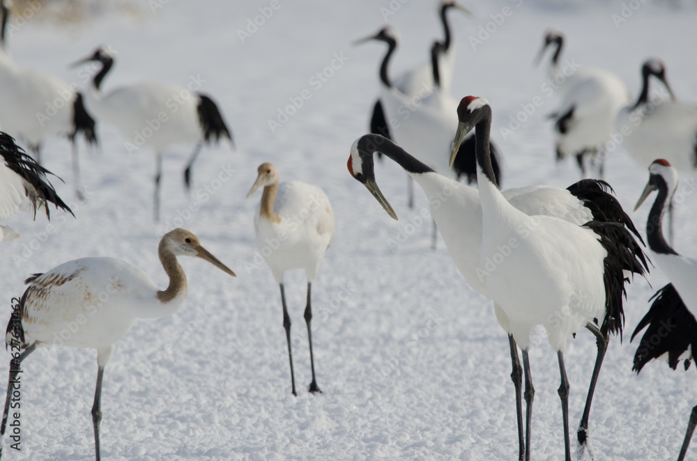Obraz premium Red-crowned cranes Grus japonensis. Tsurui-Ito Tancho Sanctuary. Kushiro. Hokkaido. Japan.