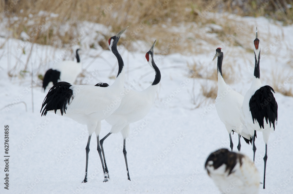 Obraz premium Red-crowned cranes Grus japonensis. Tsurui-Ito Tancho Sanctuary. Kushiro. Hokkaido. Japan.