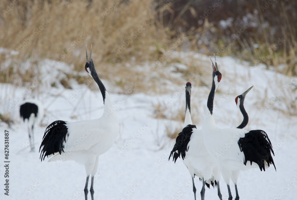 Obraz premium Red-crowned cranes Grus japonensis honking. Tsurui-Ito Tancho Sanctuary. Kushiro. Hokkaido. Japan.