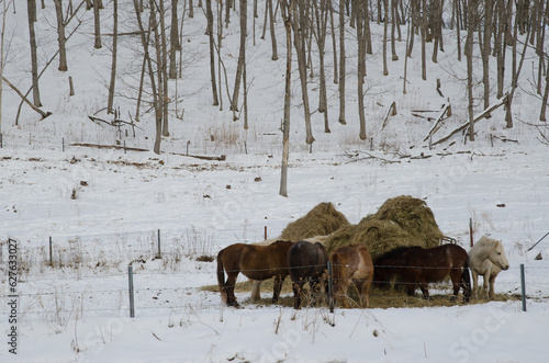 Dosanko horses eating straw. Tsurui Dosanko Ranch. Kushiro. Hokkaido. Japan. © Víctor