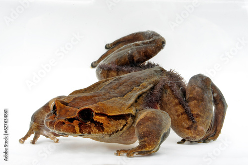 Hairy frog // Haarfrosch (Trichobatrachus robustus)