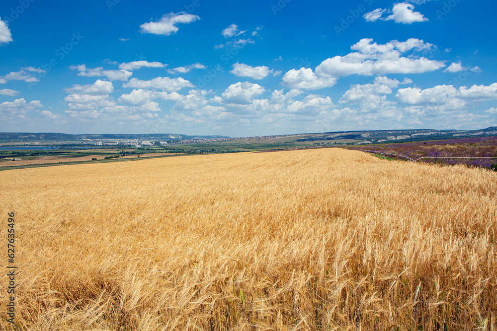 Panoramic landscape of a wheat field and blue sky against the background of clouds.