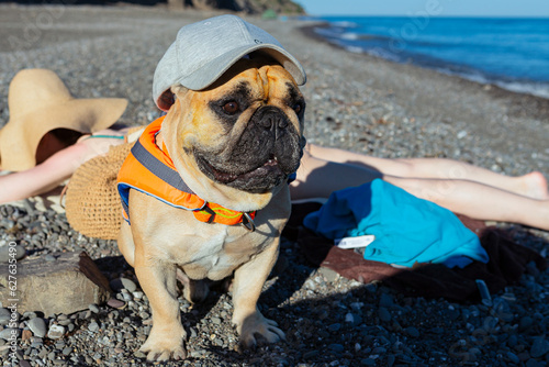 Fototapeta Naklejka Na Ścianę i Meble -  french bulldog on the seashore.