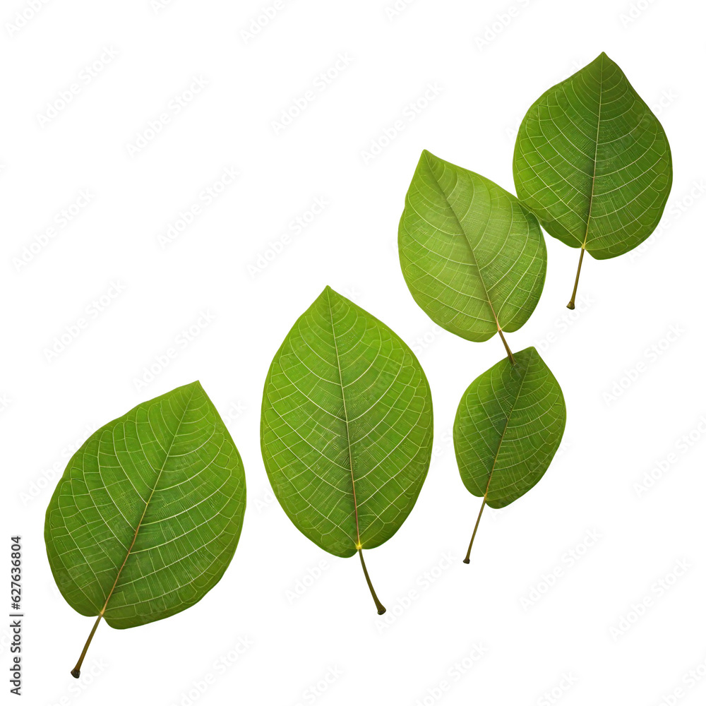 green leaves isolated on transparent background green leaves isolated on transparent background