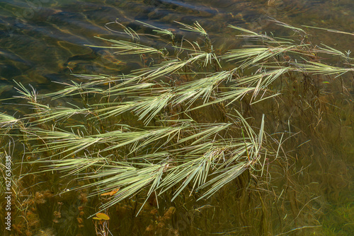 Glyceria fluitans. Floating sweet-grass plants in the Tabuyo del Monte Reservoir, León, Spain. photo