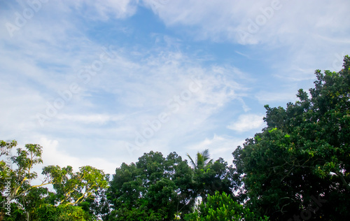 Green nature with blue sky and white clouds 