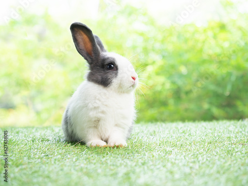 Cute rabbit lie down on grass with green nature background. Lovely action of young rabbit.