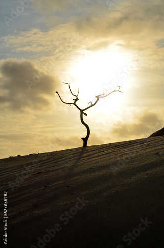 Silhouetted Tree Branch at Sunrise on a Dune