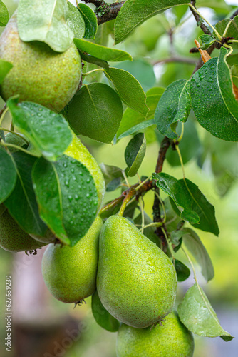 pear fruit on a branch with green leaves
